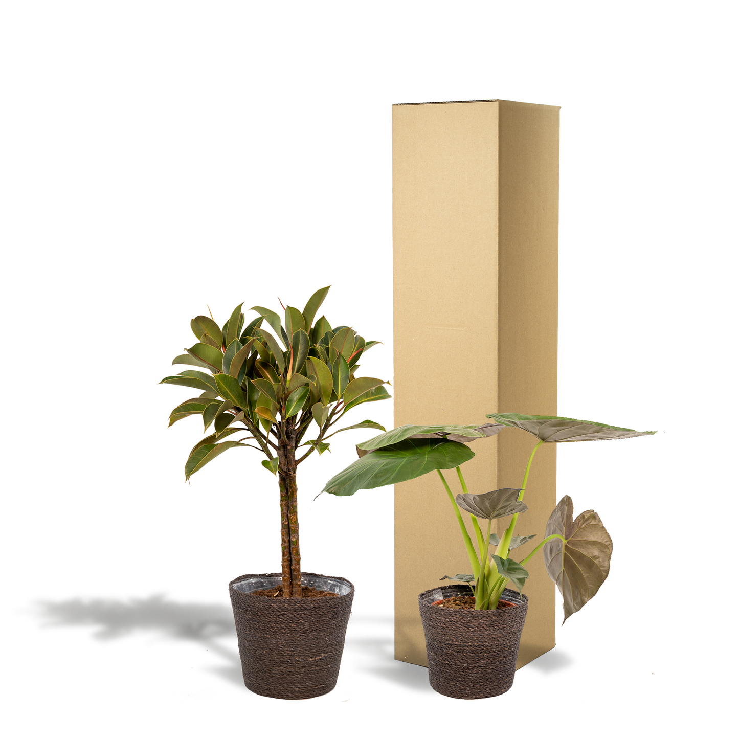 Ficus Elastica Melany & Alocasia Wentii im Korb – Pflegeleichtes Duo Ø21/Ø19 cm
