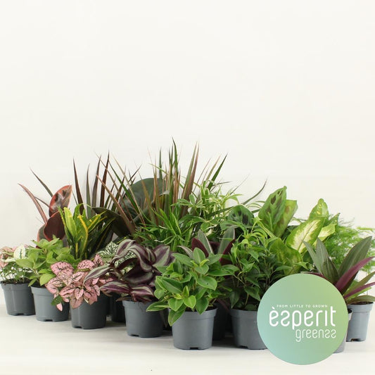 Grüne Mischung Greenss – 24 pflegeleichte Zimmerpflanzen Ø8,5cm
