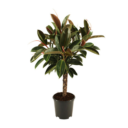 Ficus elastica Melany stam – Pflegeleichter Zimmerbaum Ø21cm