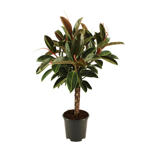 Ficus elastica Melany stam – Pflegeleichter Zimmerbaum Ø21cm