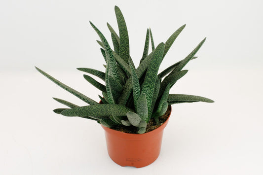 Gasteria Minor – Kleiner Warzenkaktus Ø17cm, pflegeleicht