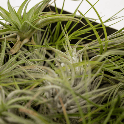 Tillandsia Air Mix – 5 pflegeleichte Luftpflanzen 6 cm