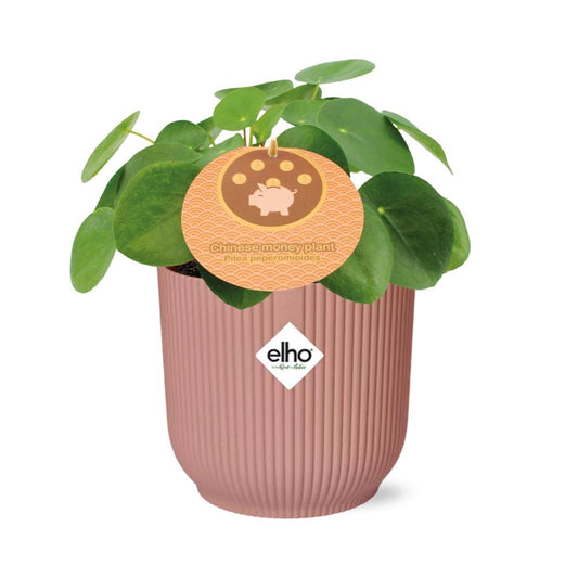 Pilea Peperomioides 12cm im ELHO Vibes Fold Topf rosa