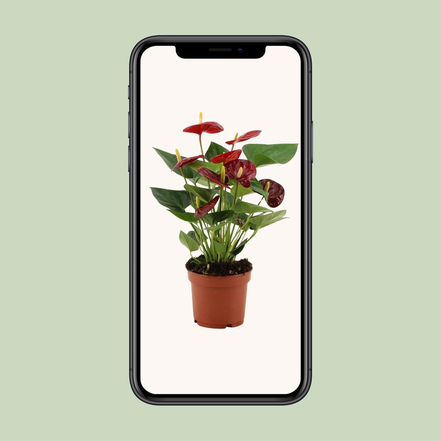Anthurium Calon – Pflegeleichte Zimmerpflanze Ø12cm, 36cm hoch