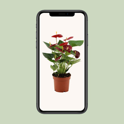 Anthurium Calon – Pflegeleichte Zimmerpflanze Ø12cm, 36cm hoch