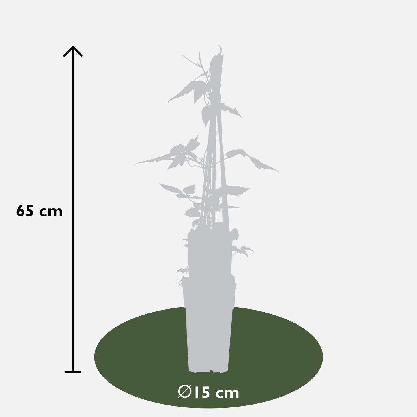 3er-Set Clematis Montana – Blühstarke Kletterpflanze