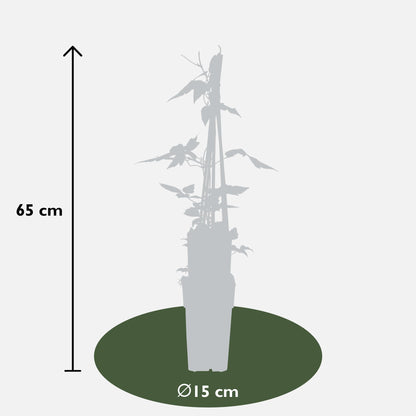 3er-Set Clematis Montana – Blühstarke Kletterpflanze