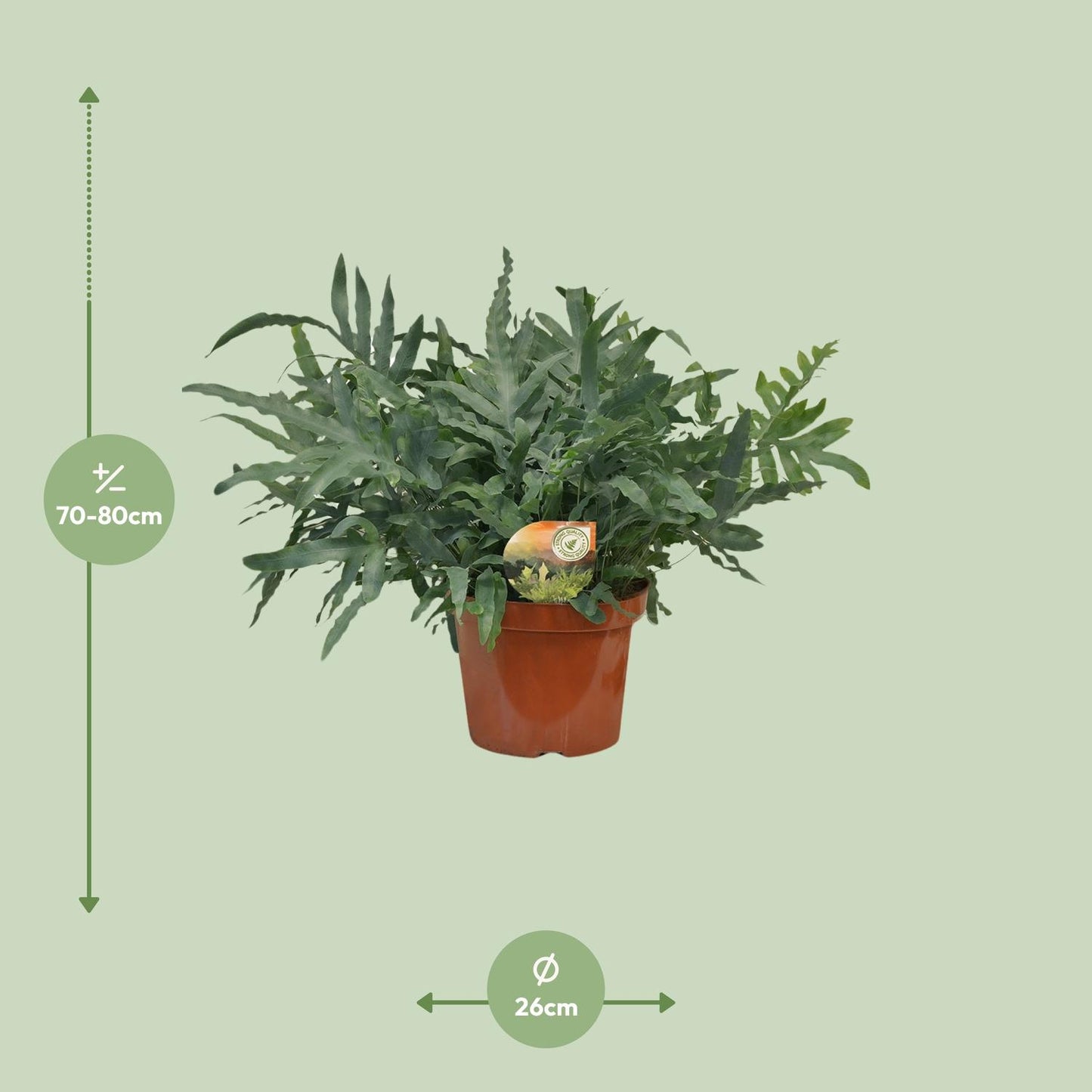 Phlebodium Blue Star – Exotische Zimmerpflanze Ø26cm