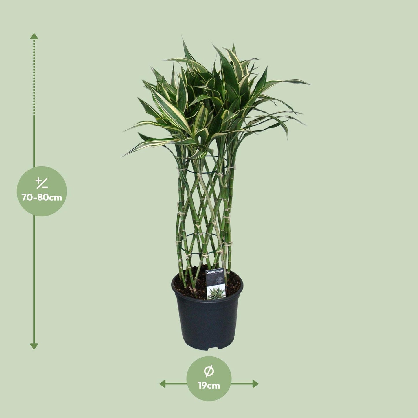 Dracaena Godsefiana – Pflegeleichter Drachenbaum Ø19cm