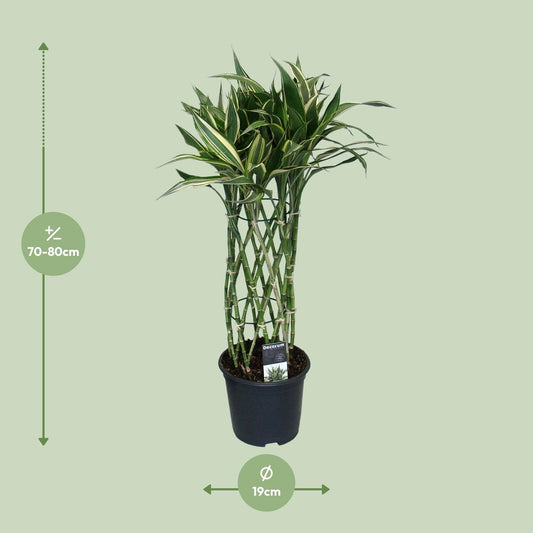 Dracaena Godsefiana – Pflegeleichter Drachenbaum Ø19cm