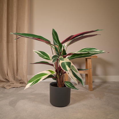 Calathea Triostar – Tropische pflegeleichte Zimmerpflanze Ø19cm