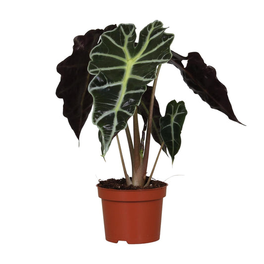 Alocasia Amazonica Polly – Tropische, pflegeleichte Zimmerpflanze Ø12cm