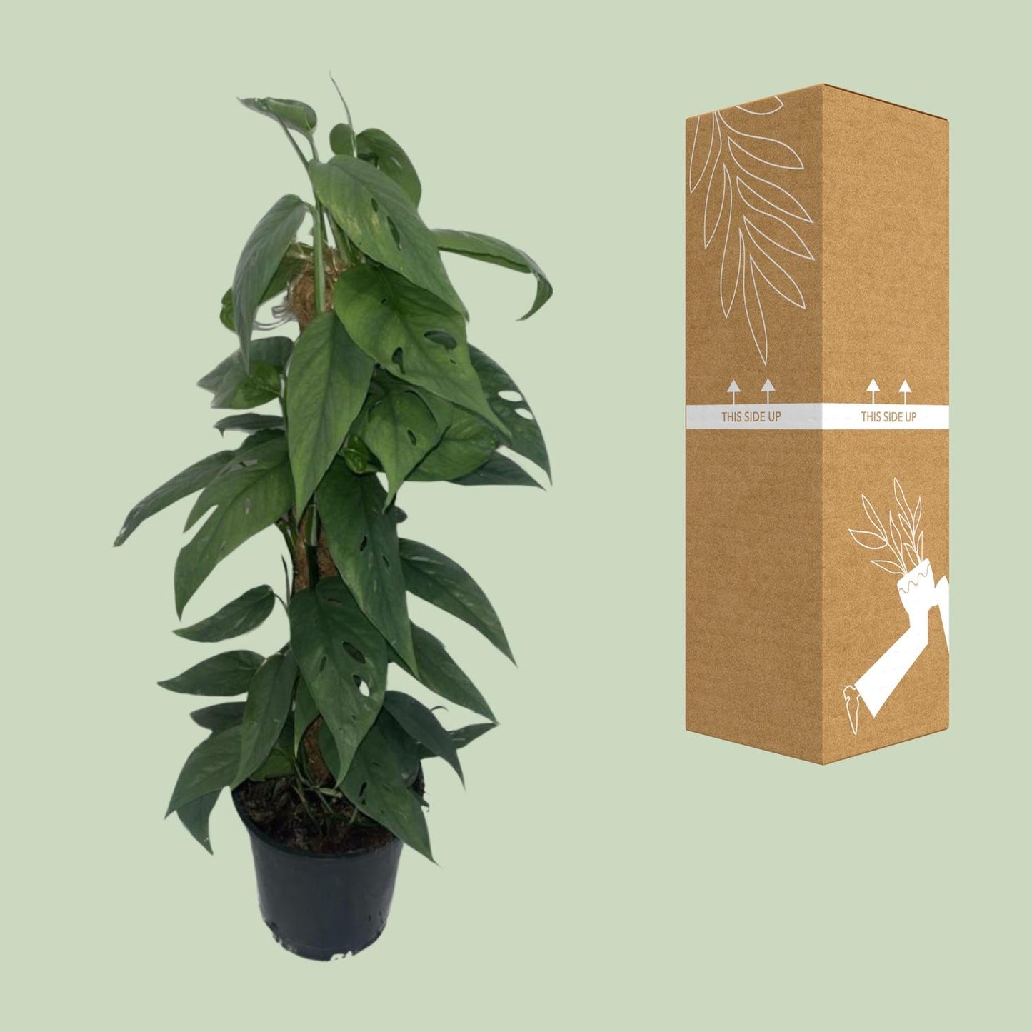 Epipremnum 'Cebu Blue' Moosstock Ø15cm, ca. 60cm hoch