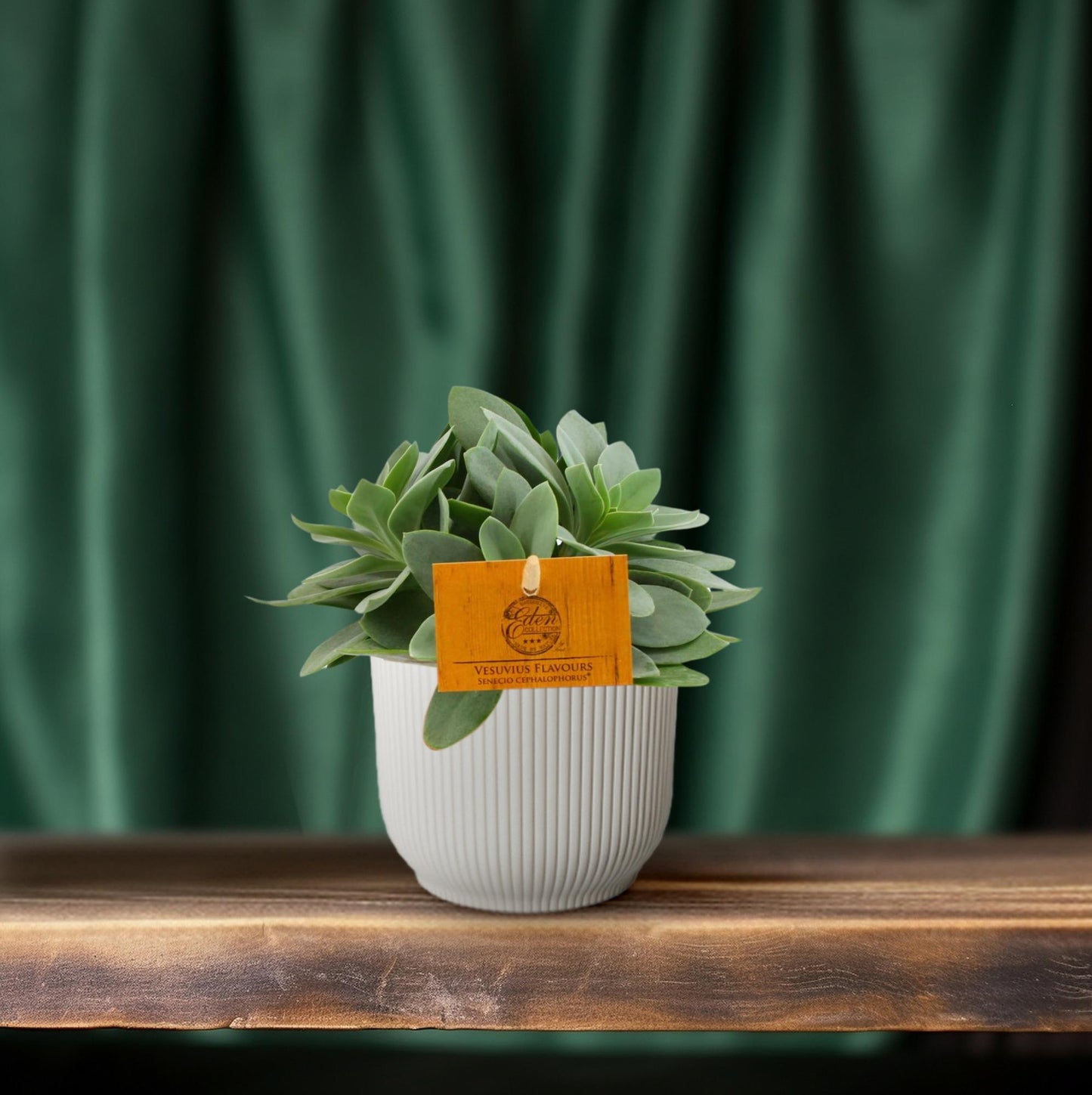 Senecio Cephalophorus – Rubinrote pflegeleichte Sukkulente Ø10,5cm