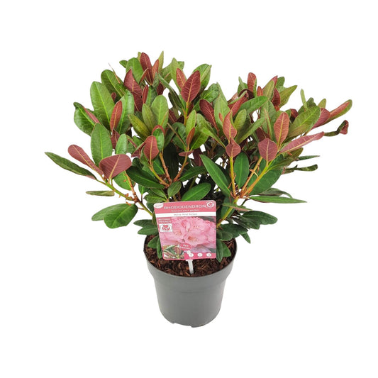 Rhododendron 'Wine & Roses' – pflegeleichte Zimmerpflanze 45 cm