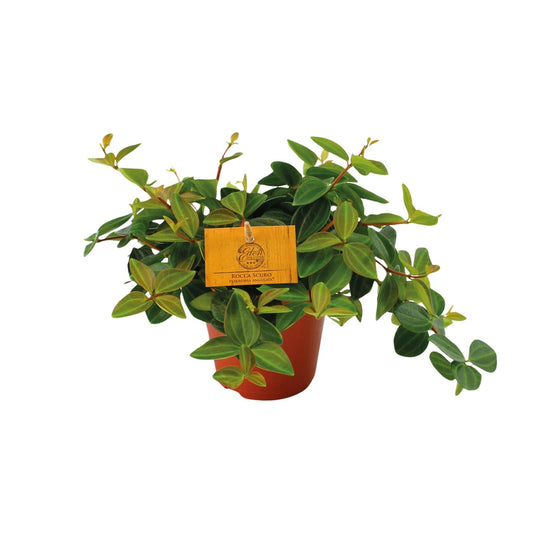 Peperomia Angulata Rocca Scuro – Pflegeleichte Zimmerpflanze Ø12cm