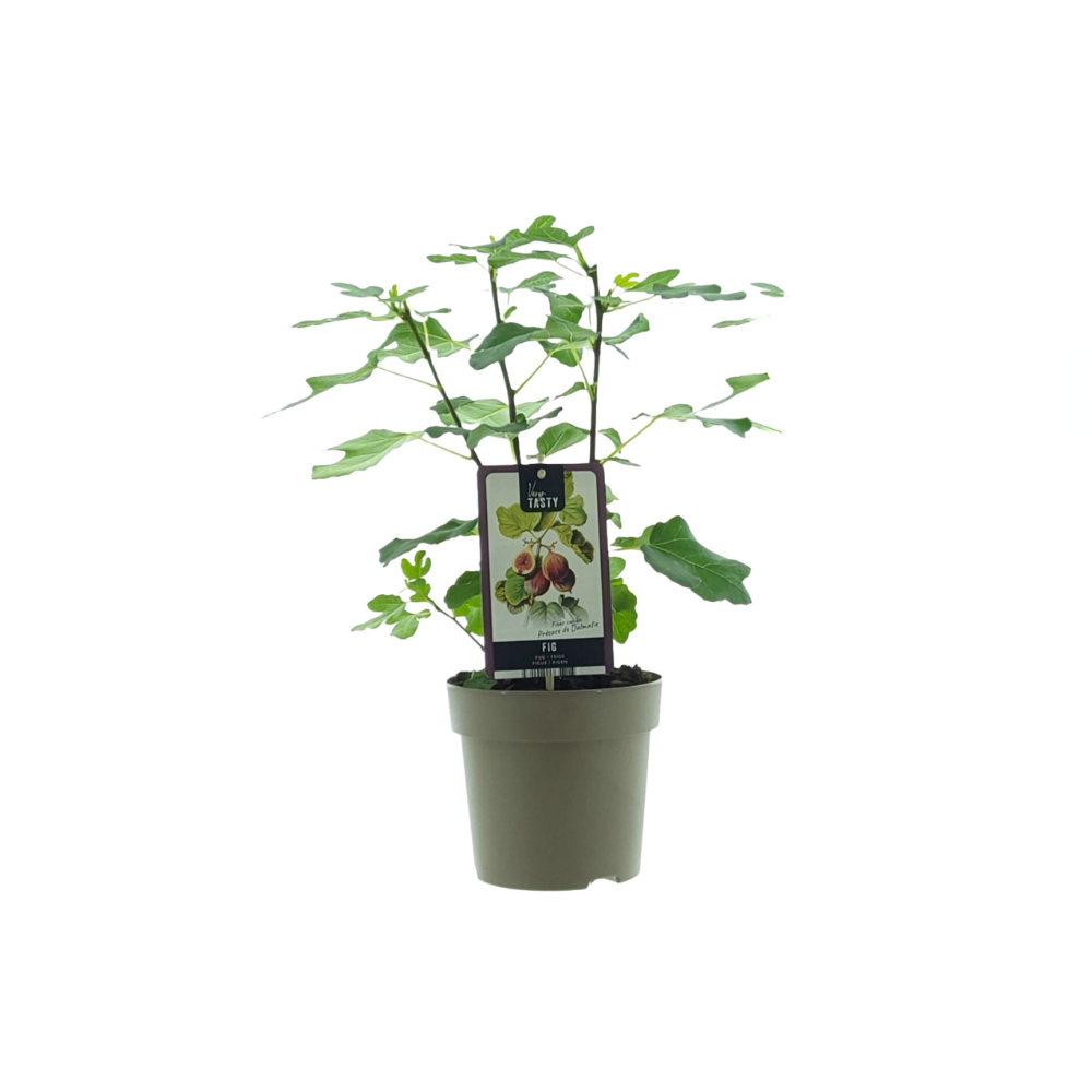Ficus Precose De Dalmatie – Pflegeleichter Zimmerbaum Ø15cm