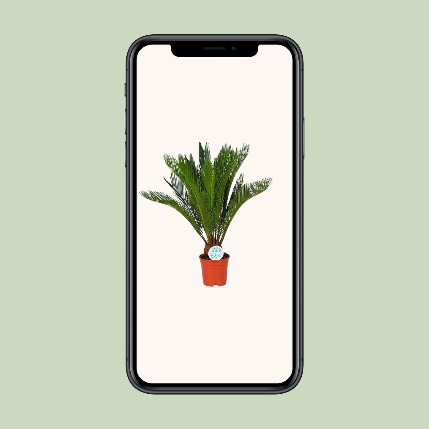 Cycas Revoluta – Pflegeleichte Farnpalme Ø17cm, ca. 70cm hoch