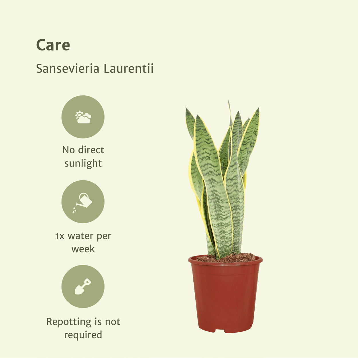 2x Sansevieria Laurentii – Frauenzunge, 40 cm, Ø14 cm