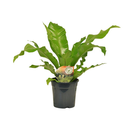 Asplenium Nidus – Pflegeleichter Nestfarn Ø17cm, 60cm hoch