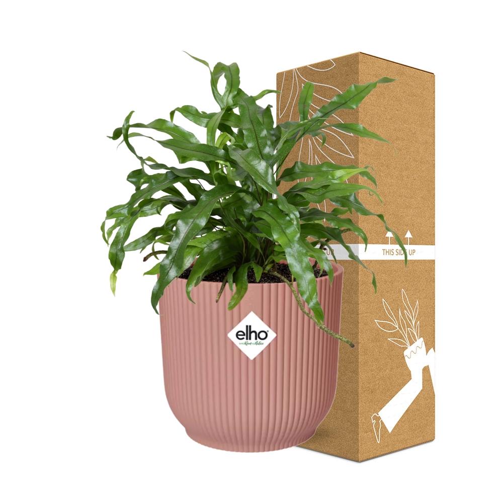 Microsorum Diversifolium – Kängurufarn in ELHO Vibes Fold 14cm rosa