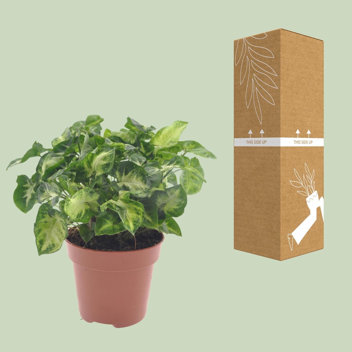 Syngonium Pixie – pflegeleichte Zimmerpflanze Ø12cm