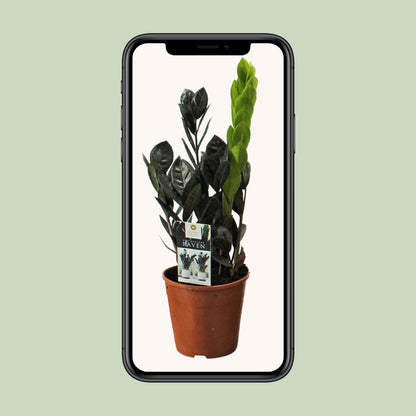 Zamioculcas Raven – Pflegeleichte ZZ-Pflanze Ø14cm, 45cm hoch