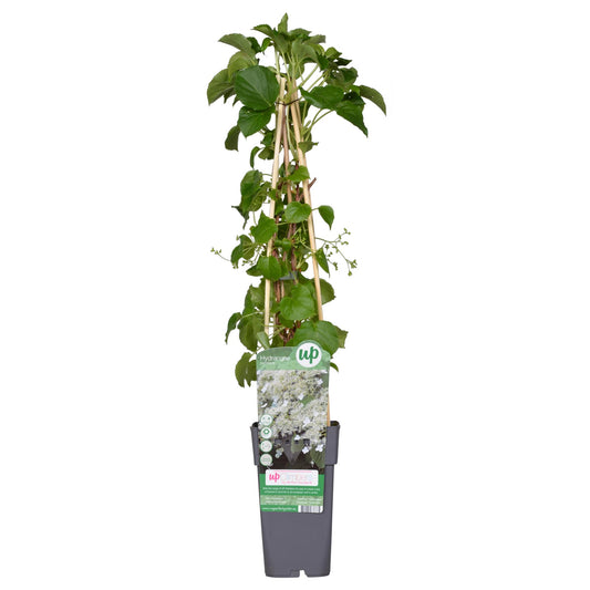 Hydrangea petiolaris – Klimhortensia Ø15cm, ca. 65cm