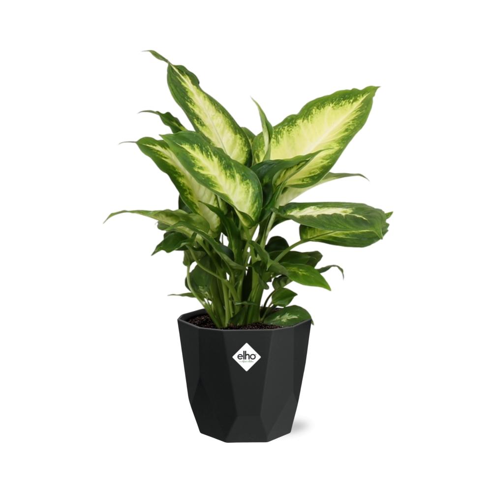 Dieffenbachia ‘Camilla’ – Pflegeleichte Zimmerpflanze 14 cm
