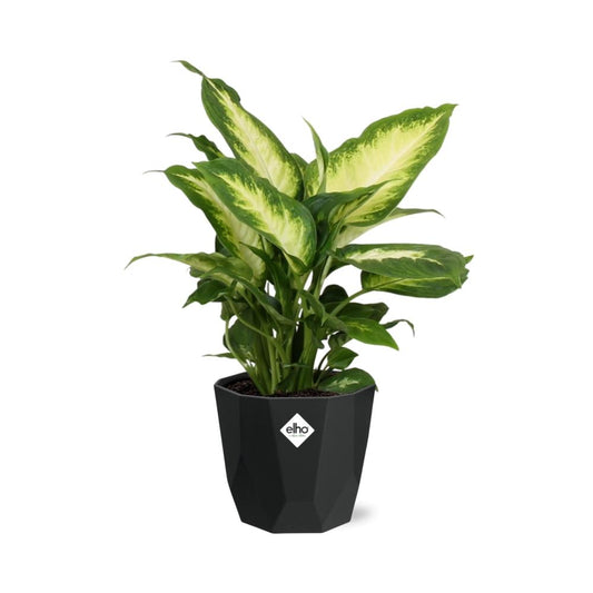 Dieffenbachia ‘Camilla’ – Pflegeleichte Zimmerpflanze 14 cm