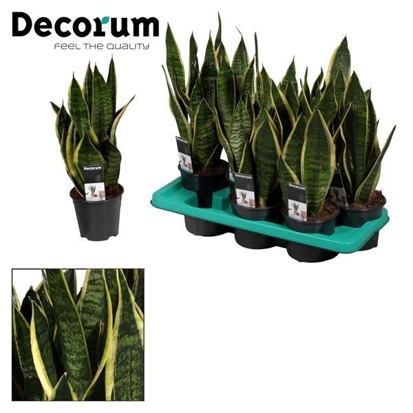 Sansevieria Futura Superb – Pflegeleichte Luftreiniger-Pflanze Ø14cm