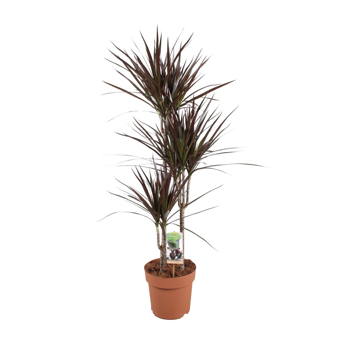 Dracaena Magenta – Pflegeleichter Drachenbaum Ø21cm, 120cm hoch