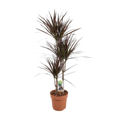 Dracaena Magenta – Pflegeleichter Drachenbaum Ø21cm, 120cm hoch
