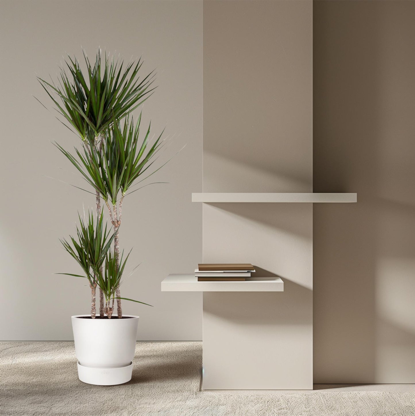 Dracaena Marginata – Elegante, pflegeleichte Zimmerpflanze 180 cm