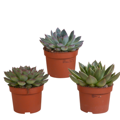 Echeveria-Mix 10,5 cm – 3er Set ohne Topf