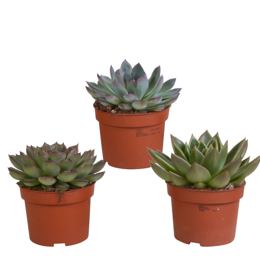 Echeveria-Mix 10,5 cm – 3er Set ohne Topf