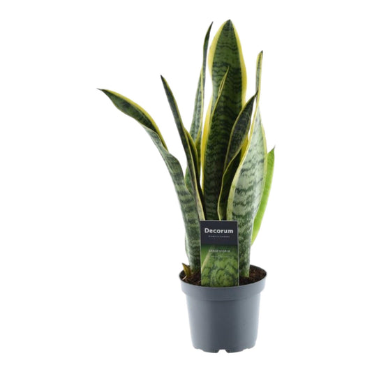 Sansevieria Laurentii – Pflegeleichter Bogenhanf 45 cm