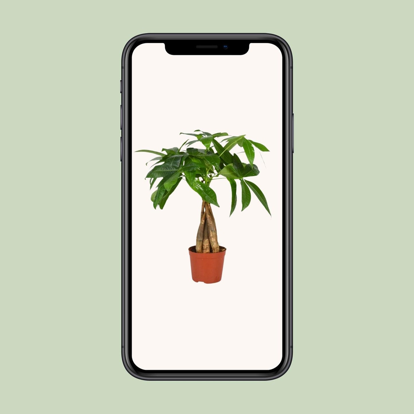 Pachira Aquatica – Pflegeleichte Zimmerpflanze Ø12cm