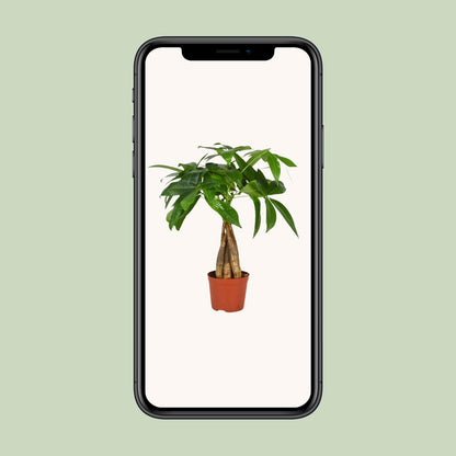 Pachira Aquatica – Pflegeleichte Zimmerpflanze Ø12cm