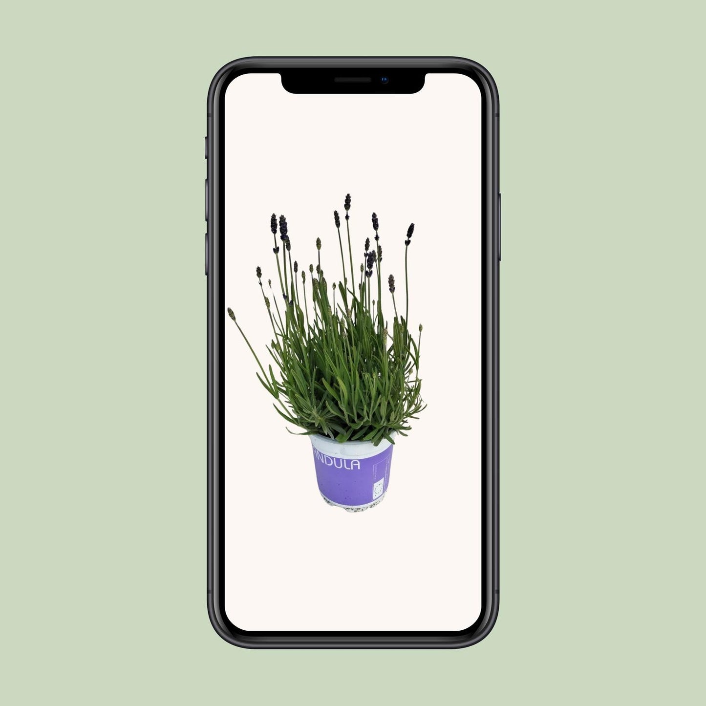 Lavendel 'Hidcote Blue' – Duftende, pflegeleichte Pflanze