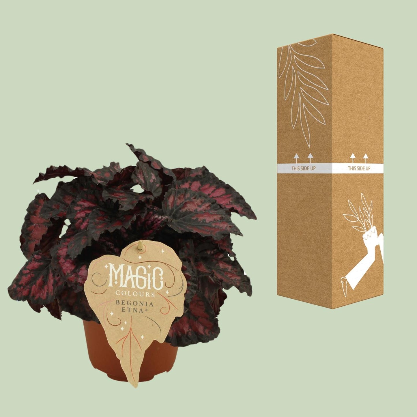 Begonia Rex Etna – Farbenfrohe Zimmerbegonie Ø12 cm