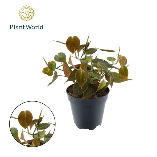 Kletternder Philodendron 'Micans' Ø12cm – Pflegeleicht & Samtig