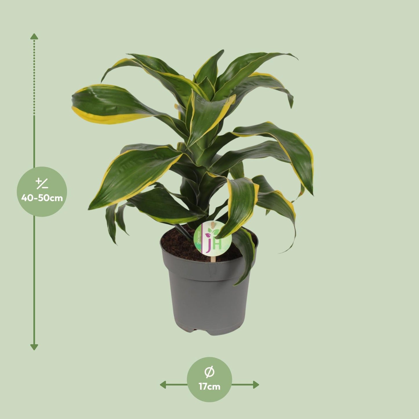 Dracaena Fragrans Grün-Gelb – Pflegeleichte Zimmerpflanze Ø17cm
