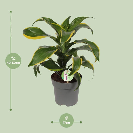 Dracaena Fragrans Grün-Gelb – Pflegeleichte Zimmerpflanze Ø17cm