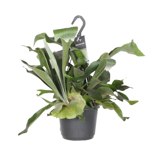Geweihfarn (Platycerium) Ø17cm – Exotische pflegeleichte Zimmerpflanze