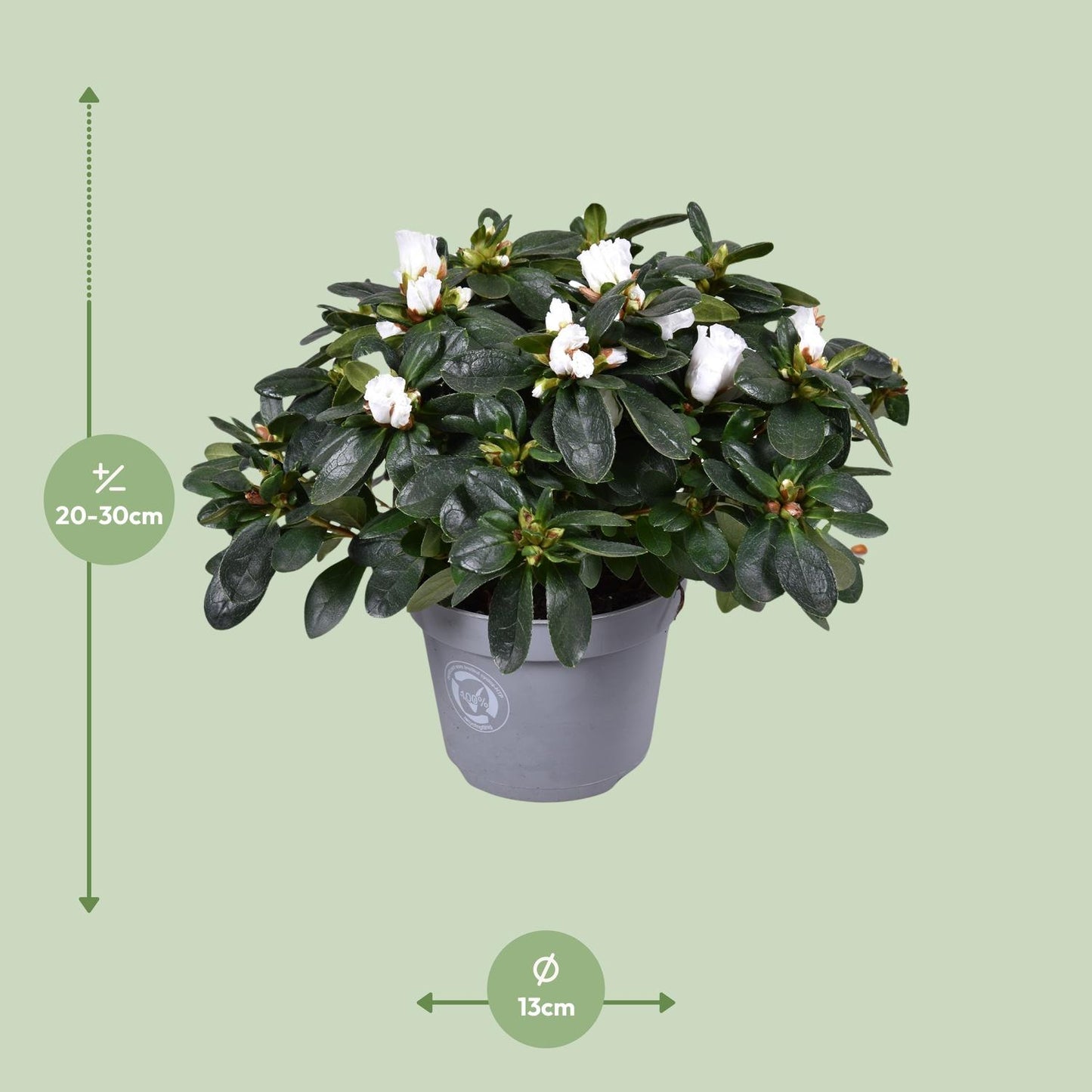 Azalee Witte Vogel – Pflegeleichte Blühpflanze Ø13cm, 27cm hoch