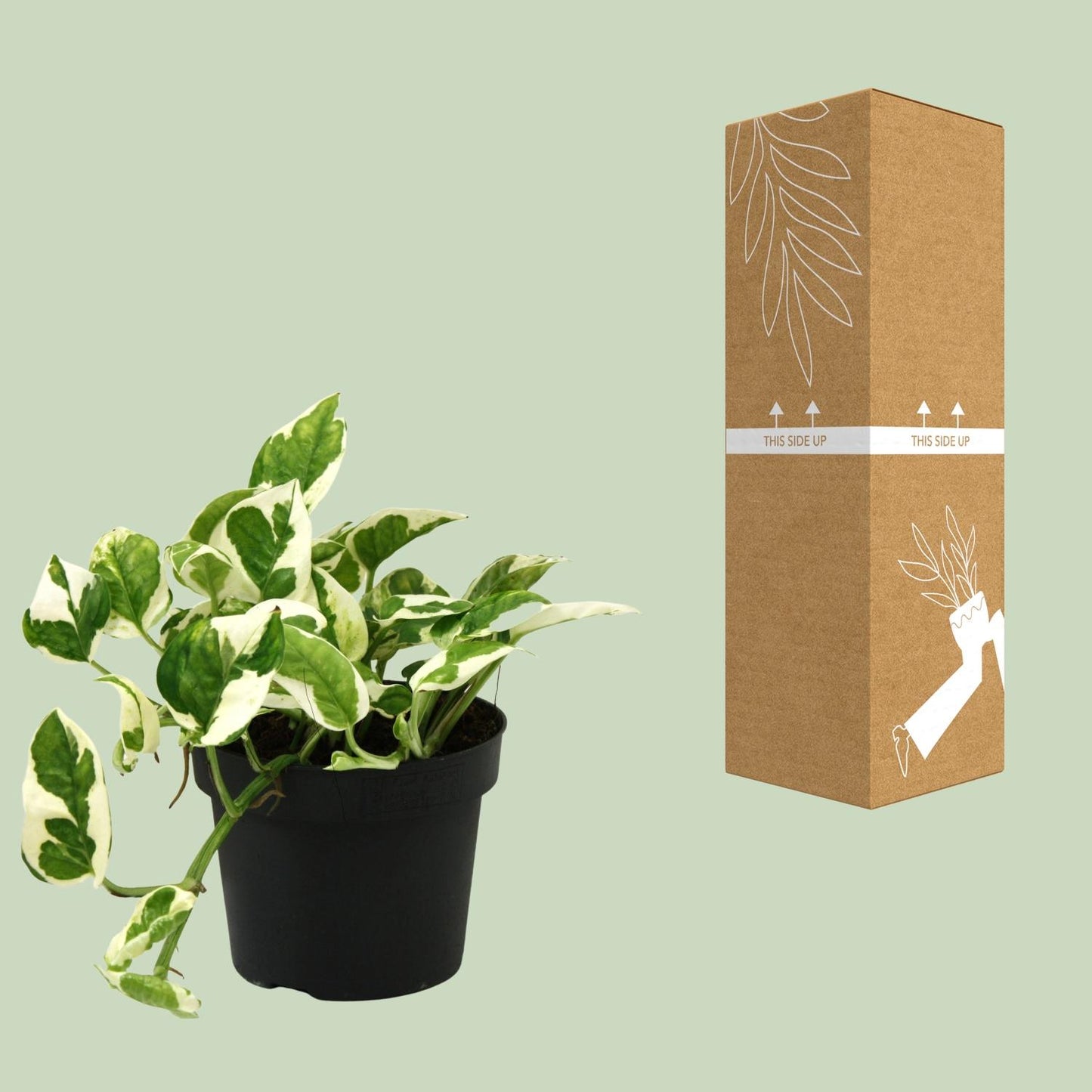 Scindapsus Epipremnum N'joy – pflegeleichte Zimmerpflanze Ø12cm