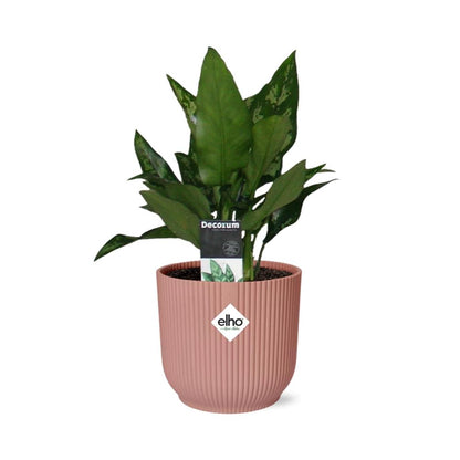 Aglaonema Maria in ELHO Vibes Fold 14cm rosa – Luftreinigende Zimmerpflanze