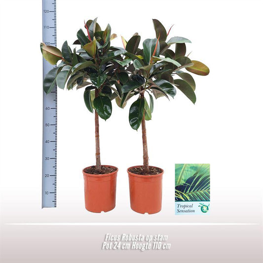 Gummibaum 'Robusta' am Stamm – Ø24cm, 110cm Höhe