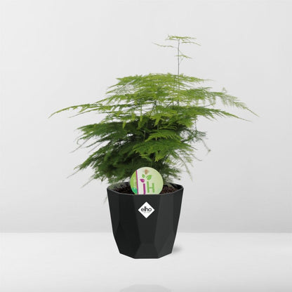 Spargelfarn (Asparagus densiflorus) im 14cm Topf